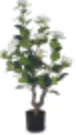 ARTIFICATE PLANT